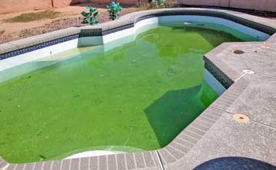 eau-verte-translucide-piscine
