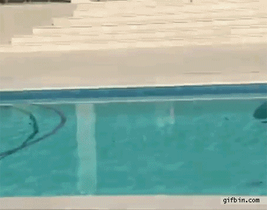 chat-surf-piscine
