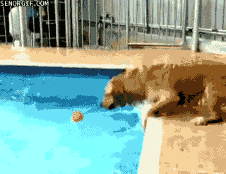 chien-balle-piscine