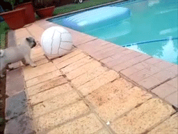 chien-balle-piscine2
