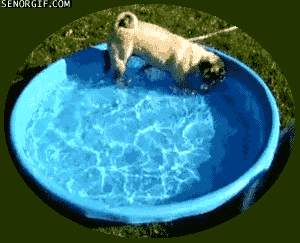 chien-piscine