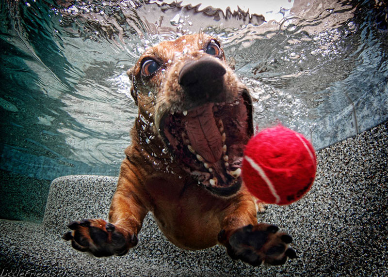 photo-of-dog-underwater-foster_dachshund_6years