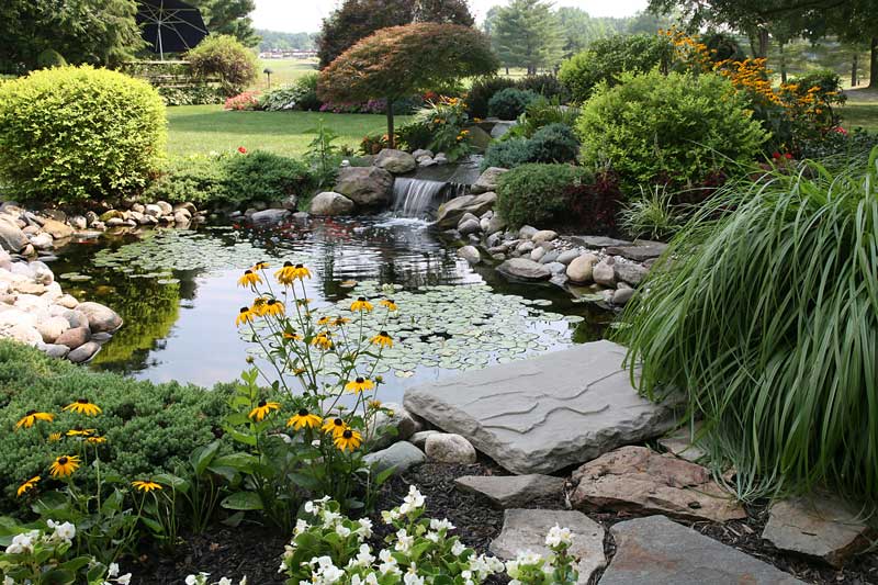 plants for a garden fish pond  Bassin de jardin, Beaux jardins, Jardin  d'eau