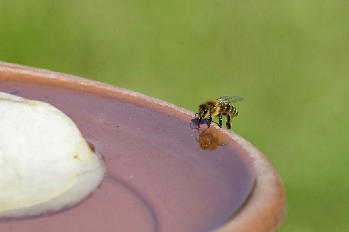 abeille-eau-piscine